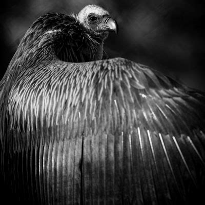 Africa's largest vulture relocation marks a conservation milestone ...