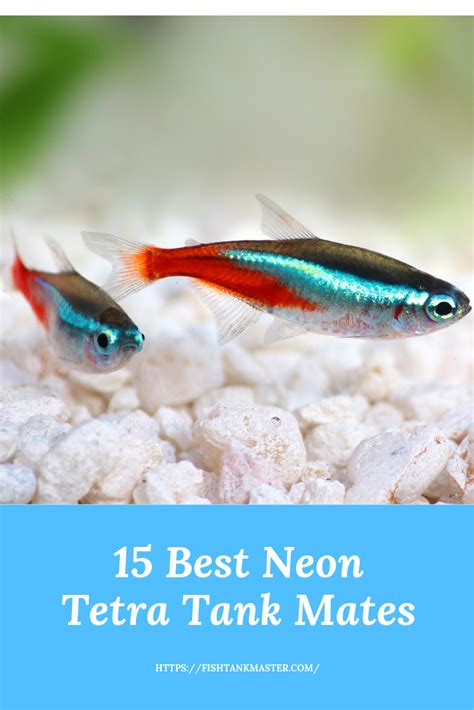 Top 15 Neon Tetra Tank Mates | Tetra fish, Neon tetra, Tropical fish ...