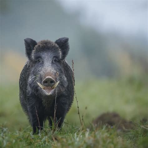 The tusks of the Wild Boar : badassanimals