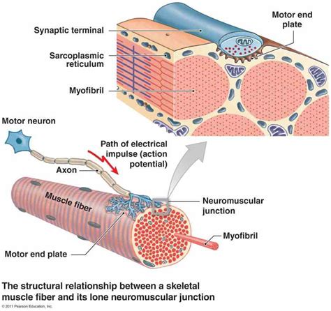 Anatomy Of Neuromuscular Junction | MedicineBTG.com