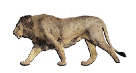 European, Eurasian cave lion | DinoAnimals.com