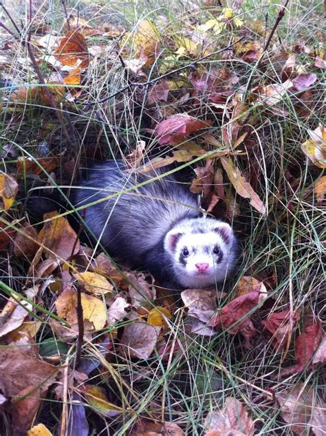 Ferret Colors and Patterns