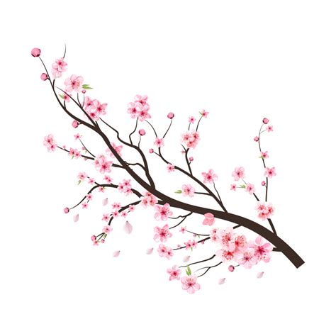 Cherry blossom tree branch PNG with spreading pink flower. Cherry blossom branch with Sakura ...