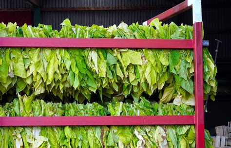 Dipping Tobacco Production - How it works | The Northerner