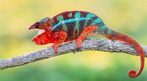 17 Best Pet Chameleons: Types of Chameleon Species - Everything Reptiles Pet Lizards, Reptiles ...