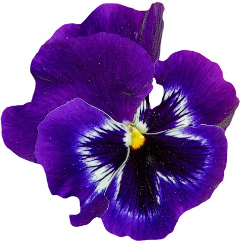 Pansy Spring Flower · Free image on Pixabay