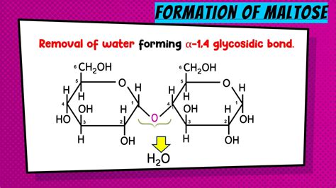 How Are Disaccharides Formed And Broken Down