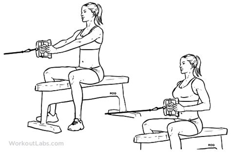 Seated / Low Cable Row | Illustrated Exercise guide - WorkoutLabs