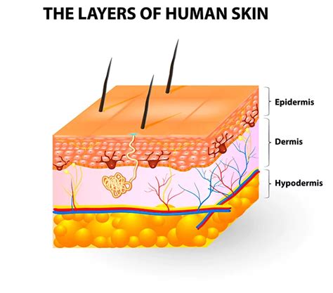 Images Of Skin Structure