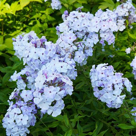 Blue Flame Phlox | American Meadows