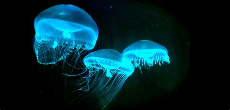 Bioluminescent Shrimp