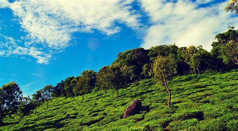 Download Palampur Tea Gardens Wallpaper | Wallpapers.com