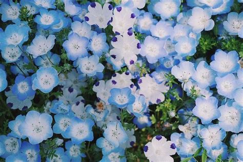 4.5 Million Blue Flowers Bloom Across Japanese Park Like a Field of Fairies | Blue flowers ...