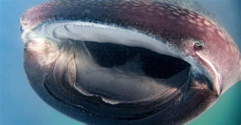 Whale Shark Teeth & Mouth: How Do They Feed? - A-Z Animals