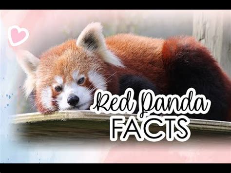 Red Panda Facts - astonishingceiyrs