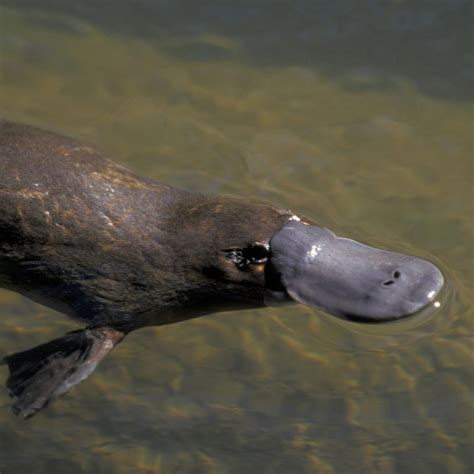 Platypus venom may treat type 2 diabetes