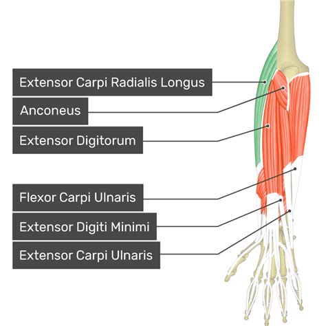 Extensor Carpi Radialis Longus Encyclopedia Learn Anatomy , 46% OFF