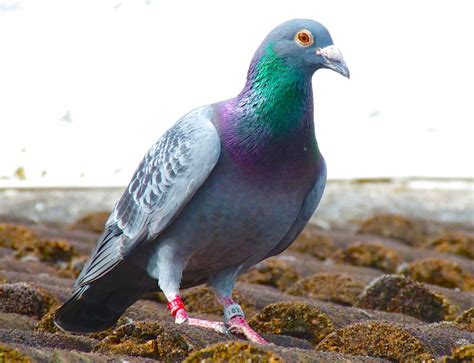 Homing Pigeon for sale in UK | 68 used Homing Pigeons