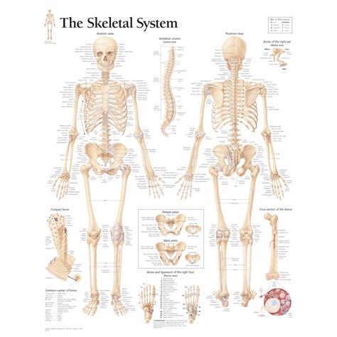 Labeled Human Skeletal System Anatomical Chart