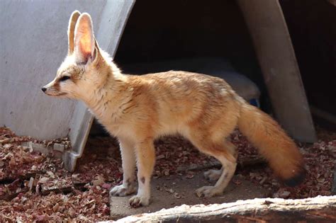 Keeping and Caring for Fennec Foxes as Pets