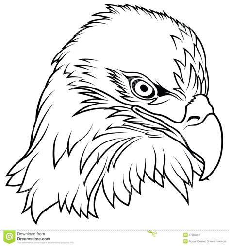 Easy Realistic Bald Eagle Drawing : How to draw an eagle flying | Eagle ...