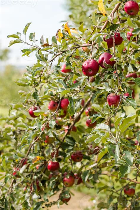 Apple farm 1348188 Stock Photo at Vecteezy