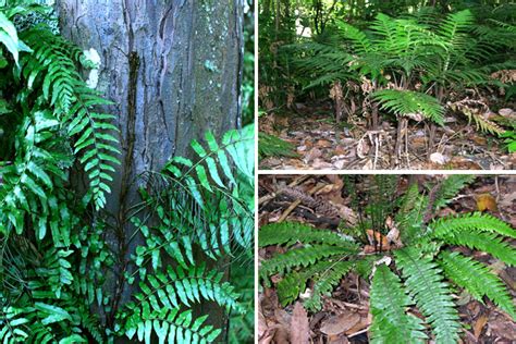 Classifying and identifying ferns — Science Learning Hub