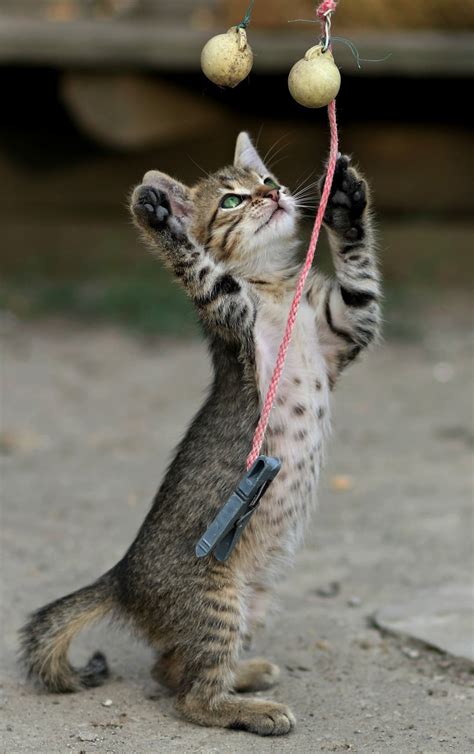 Why Yarn & String Are Dangerous for Cats - National Kitty