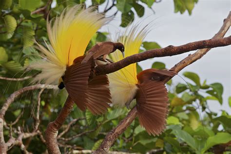 Wallpapers Birds Of Paradise - Wallpaper Cave