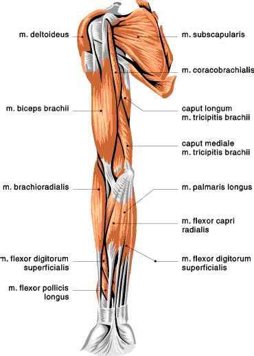 Arm Muscles Diagram : Male Shoulder And Chest Muscles Labeled Chart On ...