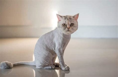 7 Cat Haircut Styles for Inspiration (With Pictures) - Catster