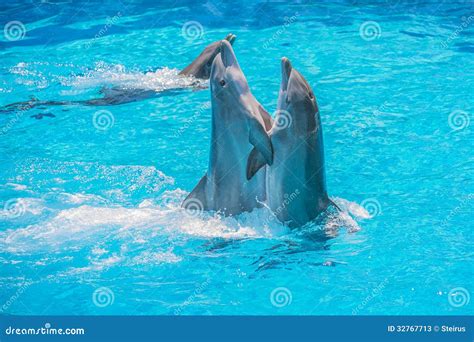 Dolphins Dancing, Dolphin Show Stock Image - Image of life, nature: 32767713