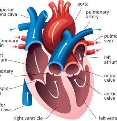 Mitral Valve Prolapse | What is MVP? | Symptoms of Mitral Valve Prolapse