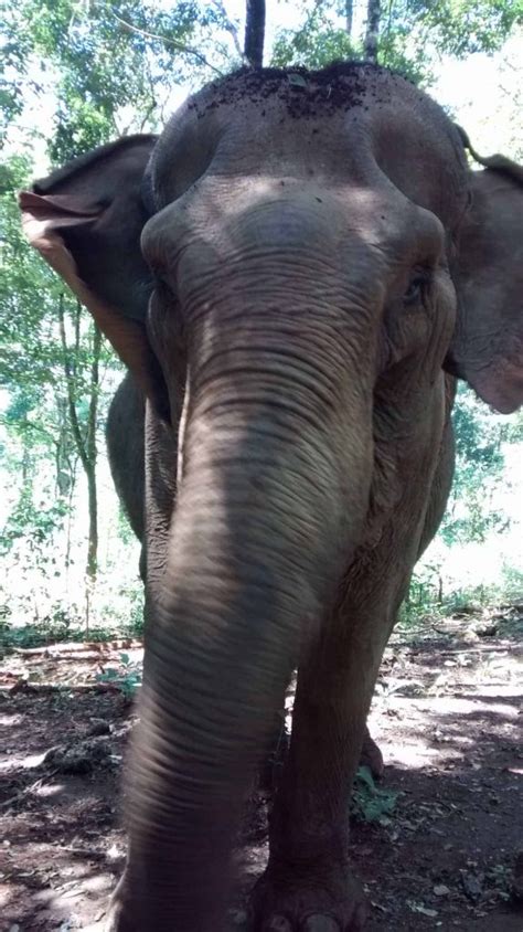 Cambodia Elephant Sanctuary at Mondulkiri province