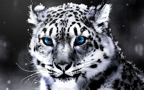 White Tiger Wallpapers Free - WallpaperSafari