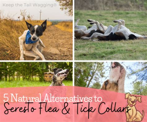 The Best Natural Alternatives to Seresto Collars for Dogs