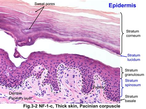 Layers Of The Epidermis Stratum Granulosum