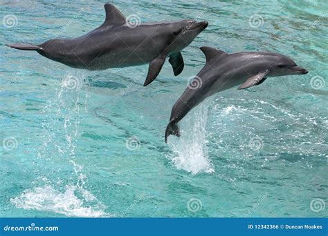 Jumping Dolphins Royalty Free Stock Image - Image: 12342366