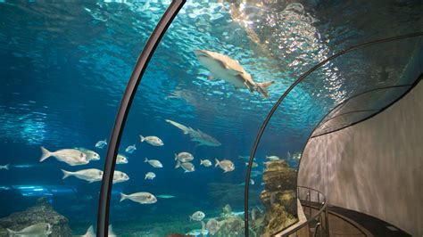 L'Aquàrium de Barcelona – Museum Review | Condé Nast Traveler