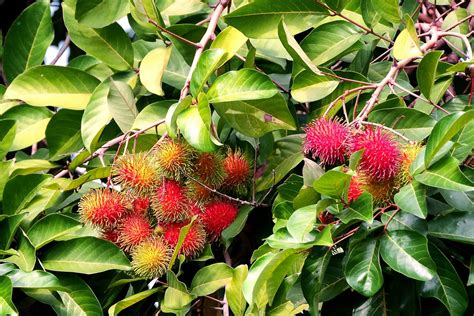 Rambutan Fruit Benefits