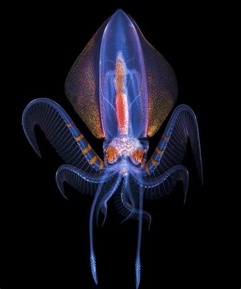 PsBattle: This deep sea squid : r/photoshopbattles