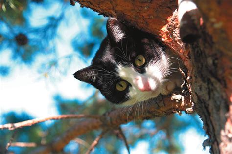 How to Rescue a Cat From a Tree (Hint: Quietly) - Tufts Catnip