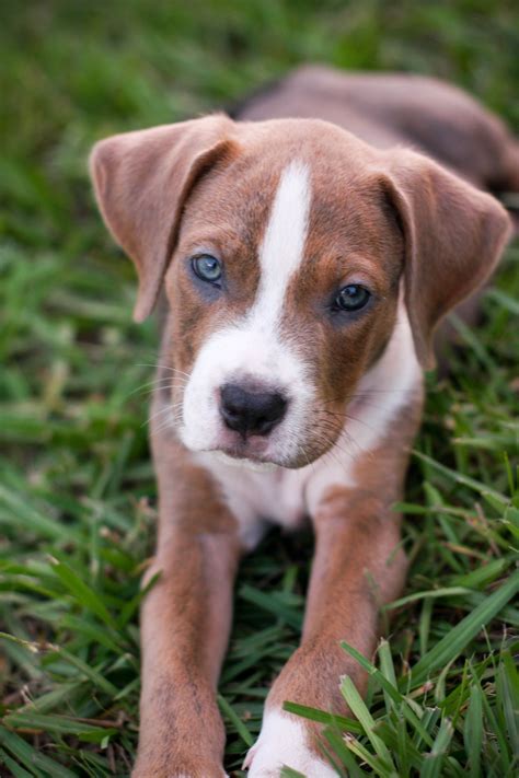 American Bulldog Boxer Mix Puppies : Boxer Bulldog Mix - What Happens When Two Pups Combine ...