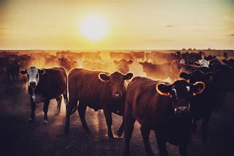 Sunset Cow Wallpapers - Wallpaper Cave