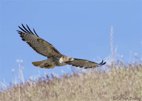 Juvenile Red-Tailed Hawk Flying By Morris Finkelstein ...