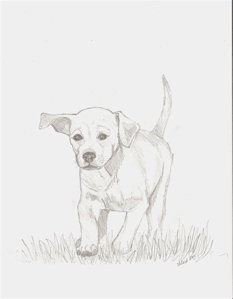 dog pencil drawing outline - Zita Shannon