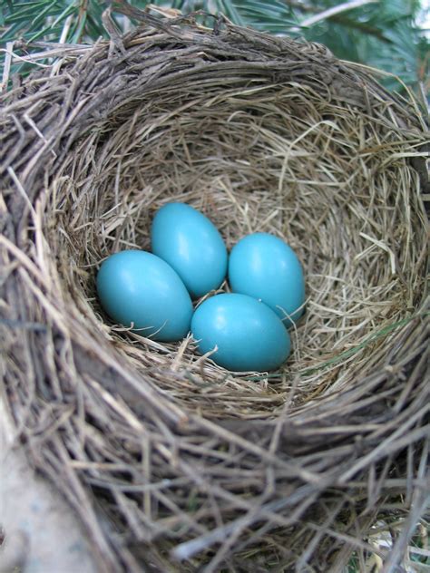 Free Images : eggs, bird nest, spring, robin, blue 1944x2592 ...