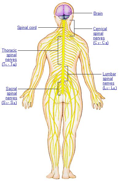 Nervous System -- Groups of Nerves | Information | Spinal Cord Injury Zone!