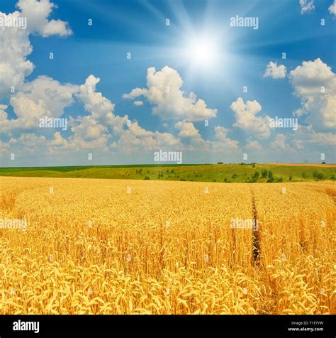 Wheat field in summer countryside in sunny day.Rural landscape with cultivated plant in field ...