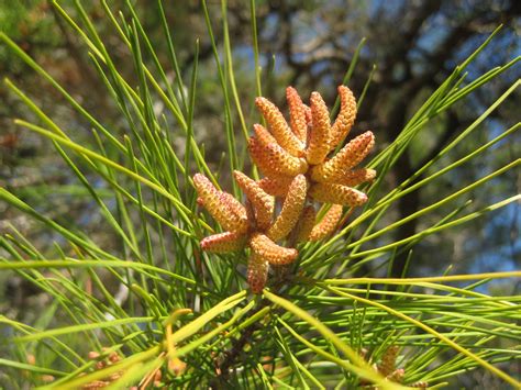 Random Ferments: Sand Pine